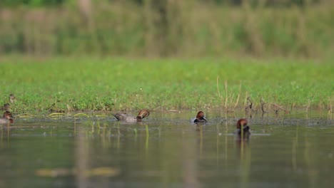 Patos-Pato-Común-Alimentándose-En-Humedales