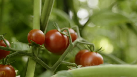 cherry tomatoes growing on the vine