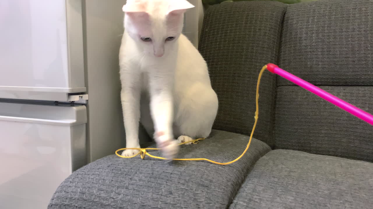 Lindo gato blanco muerde una cuerda amarilla en un sofá gris: Adorable felino intenta atrapar un palo rojo, nevera de fondo