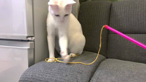 Cute-White-Cat-Bites-Yellow-Rope-on-Grey-Sofa:-Adorable-Feline-Tries-to-Catch-Red-Stick,-Fridge-in-Background