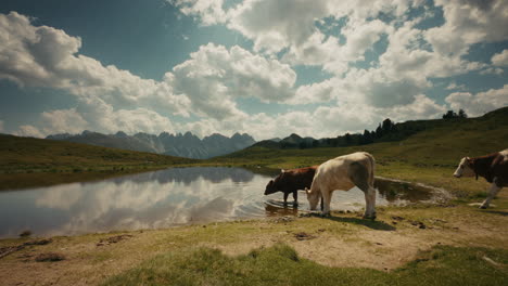 cows at a mountain lake