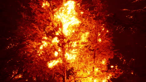 forest fire at night