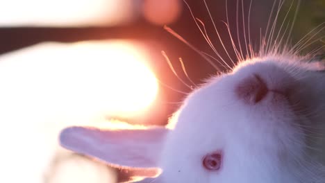 a bunny on a lawn at sunset creates a cute animal concept. easter symbol concept. 4k video