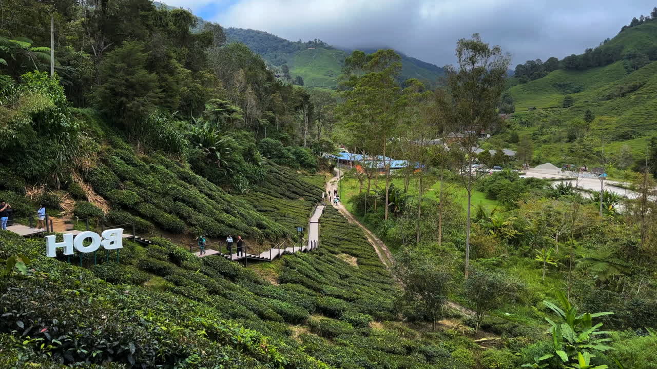 Scenic View of Tea Plantation in Cameron Highlands, Malaysia