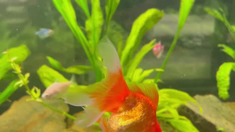 a goldfish swims in an aquarium and breathes in the water. a goldfish swims in an aquarium and breathes in the water. making a wish. shallow depth of field. video
