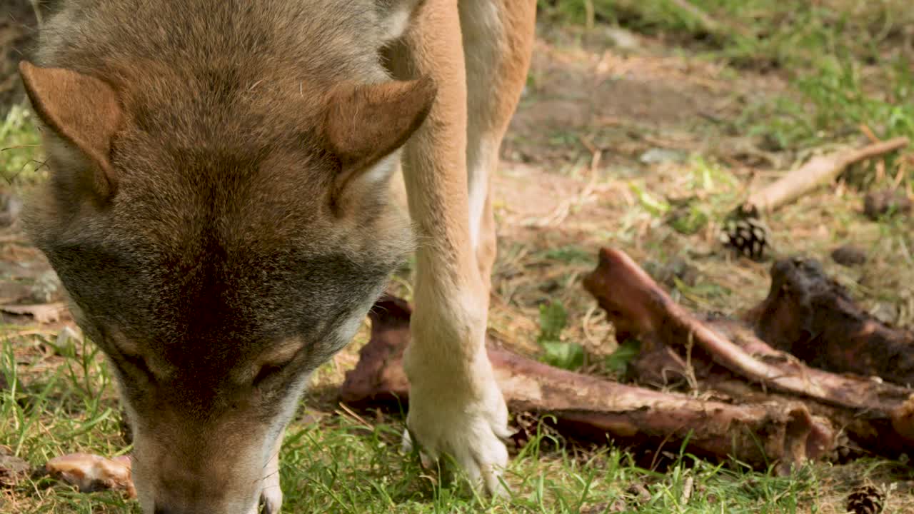 Wild wolf gnaws on large bones in grassy woodland, natural daylight, steady close-up camera angle