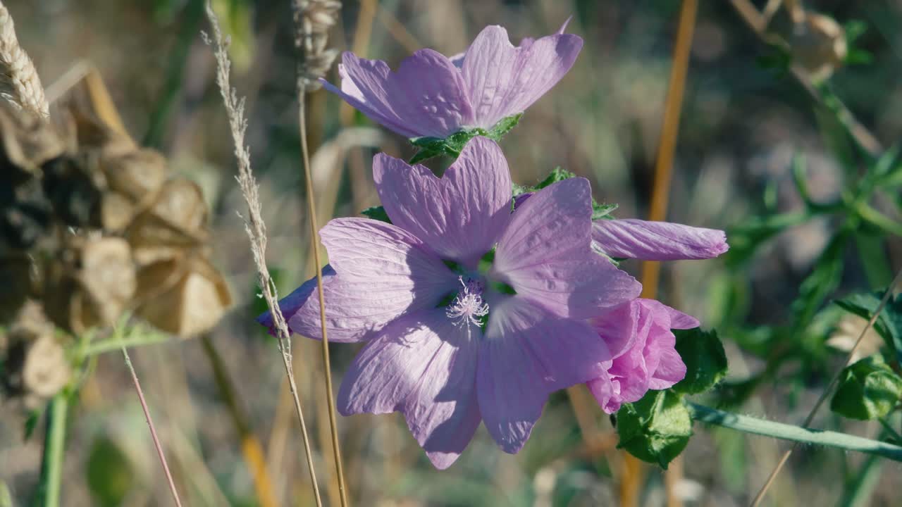 Flere lilla kattostblomster viser frem sine delikate kronblader blant grønt gress og tørre stilker under skarpt naturlig lys. Halvnært bilde.