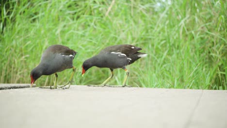 2 vögel fressen auf dem boden in einem stadtpark