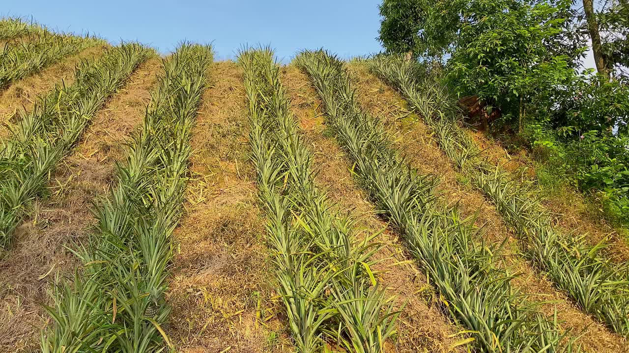 Piantagione di ananas su una collina tropicale in Bangladesh - Ripresa panoramica