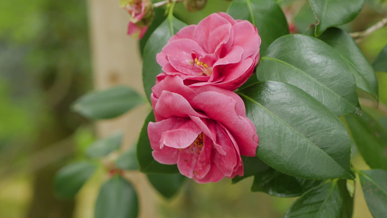 flor de cerezo en kyoto, japón