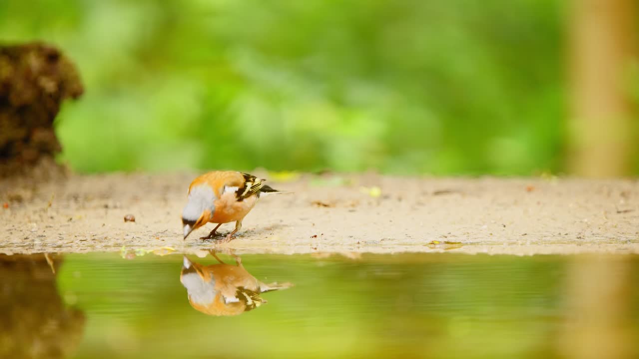 Pinson des arbres commun en Frise, Pays-Bas, au bord de l'eau avec un reflet parfait sur le sol forestier près d'une mare