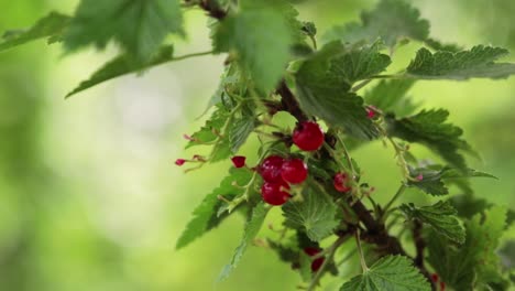 red currant berries on a bush ready to be picked blowing gently in the wind during a warm summer day