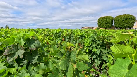 lush vineyard with clouds in bordeaux, france