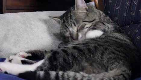 el gato adulto se limpia lame su pelaje con la lengua en el sofá de la sala de estar