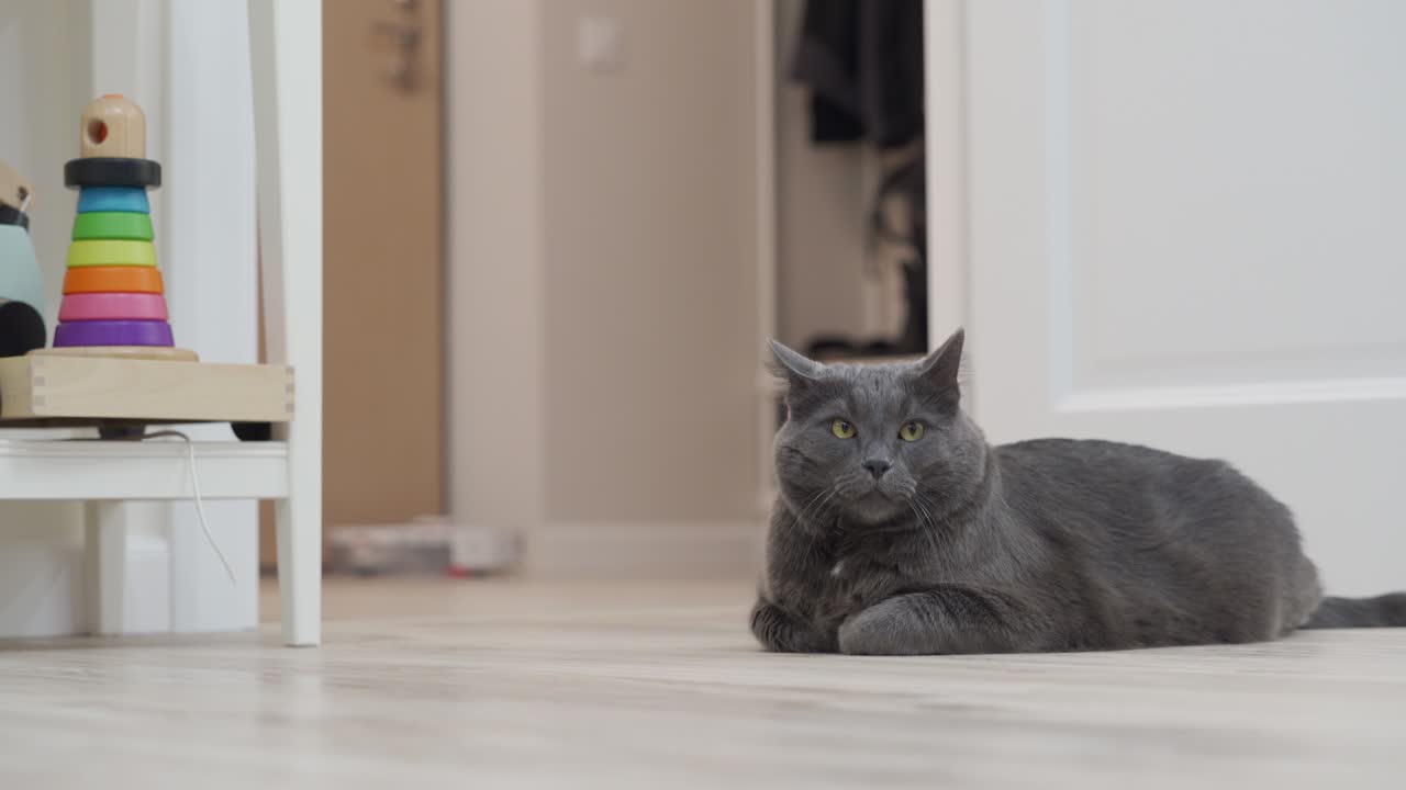 작업하는 로 진공청소기 에 앉아있는 성인 회색 고양이, 아파트의 바닥을 청소하는 색 로 진소기.