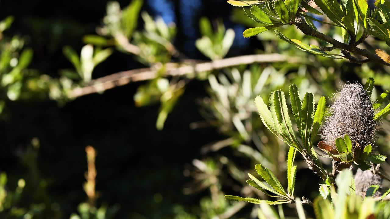 시아 세라타 (bancsia serrata) 식물이 빛에 가까워지는 장면