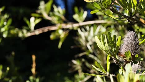 close-up of banksia serrata plant in sunlight