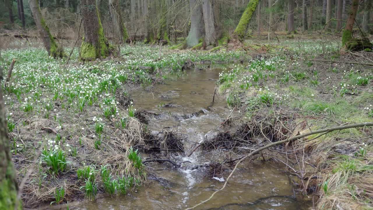 una corriente de agua serpentea con gracia a través del corazón del bosque.