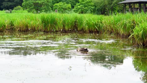 Eine-Ente-Sucht-Beharrlich-Mit-Ihrem-Schnabel-Unter-Wasser-Nach-Nahrung