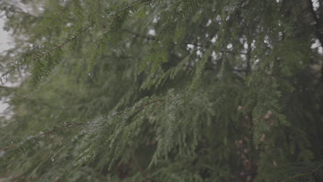 Close-up-handheld-shot-of-pine-tree-branches-after-a-rain-storm