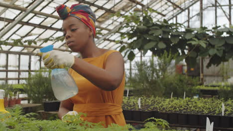 african american woman spraying plants in greenhouse