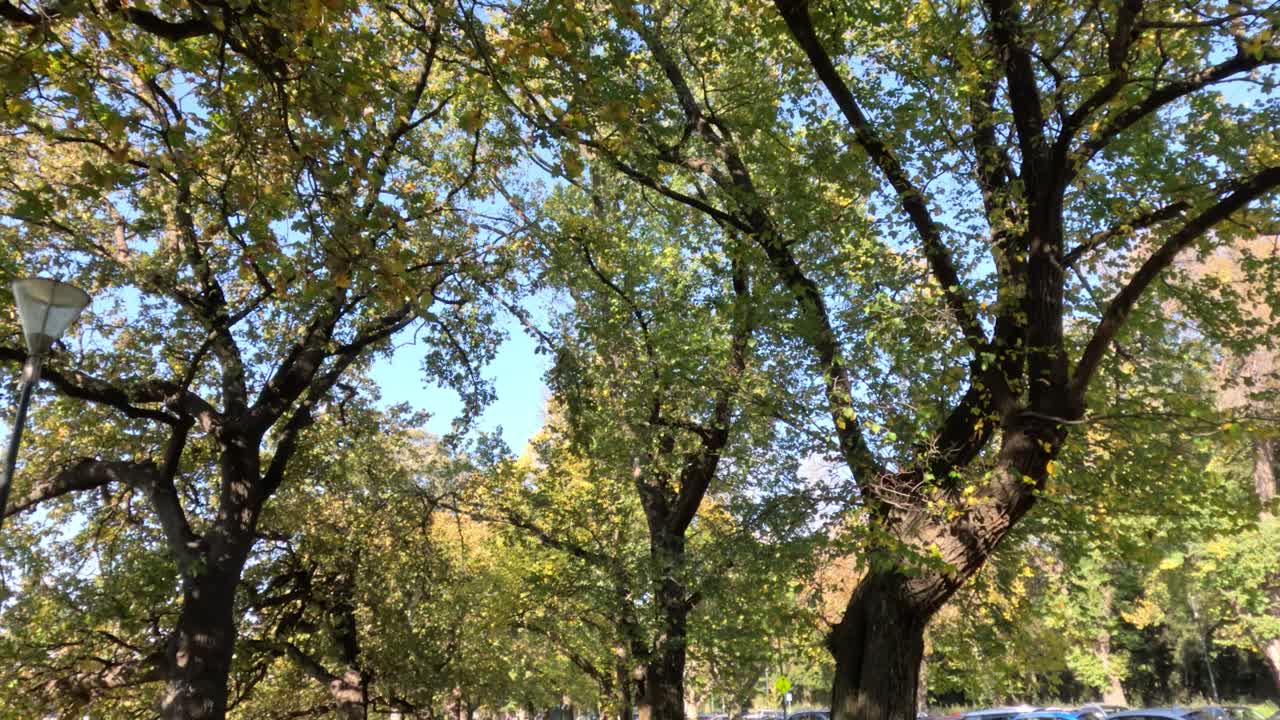 árboles alineados en una calle en otoño