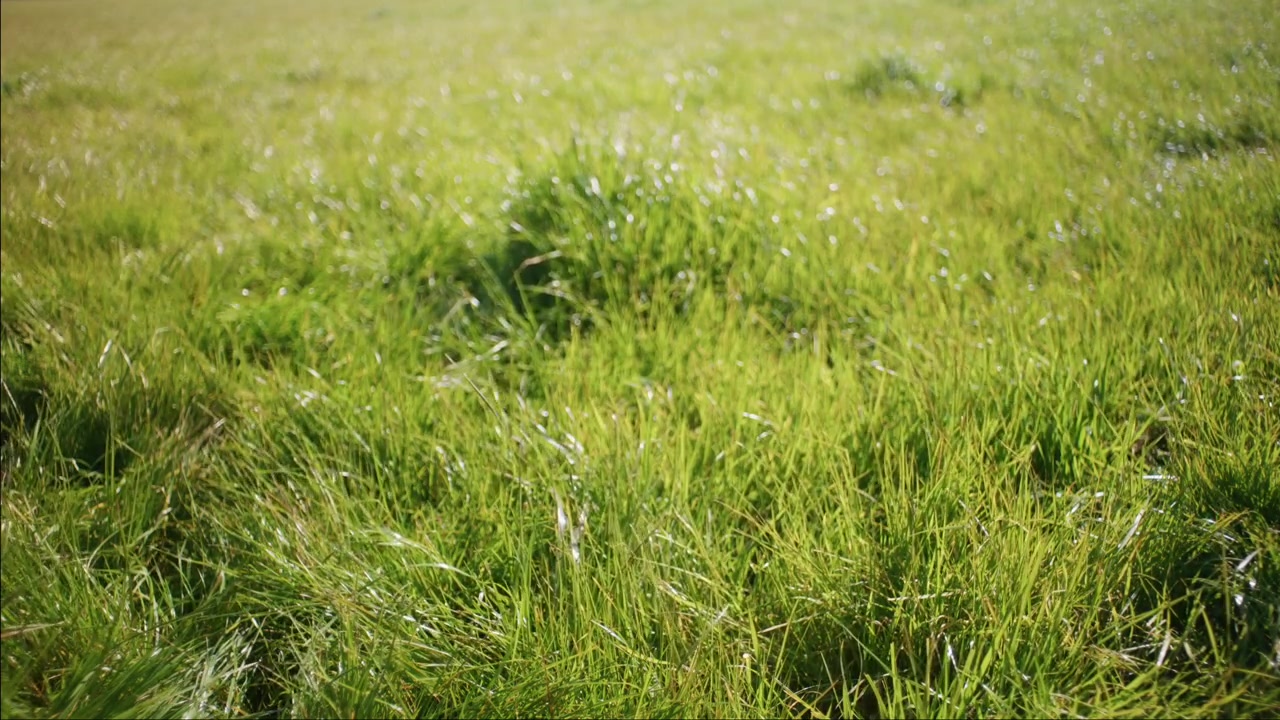 Overgrown Green Grass Sways Gently In The Wind Across A Natural Outdoor Landscape. Selective Focus Shot