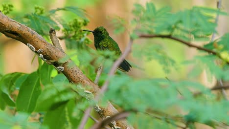 Blue-tailed-Emerald-hummingbird-profile-view-take-off-in-flight,-slow-motion