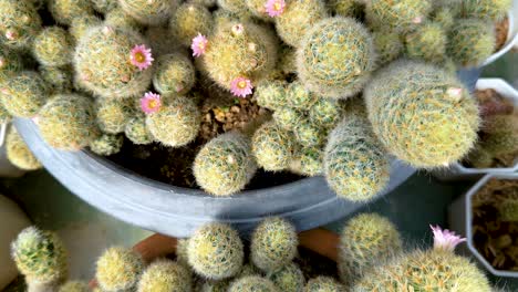 cacti with pink flowers in a greenhouse