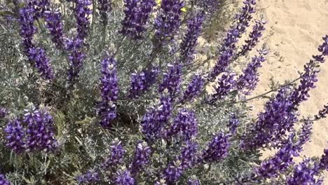 Wilde-Lupinenblumen,-Die-Neben-Dem-Pazifikkammpfad-Im-Wind-Wehen