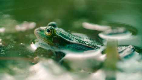 Frosch-In-Einem-Sumpf-Aus-Trübem-Wasser,-Voller-Grüner-Algen,-Die-In-Nahaufnahme-Atmen