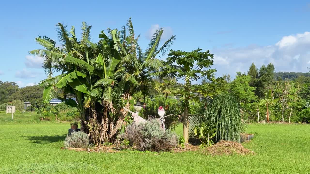 A stationary scarecrow stands near banana trees in a lush, sunlit field. The camera remains still, capturing vibrant greenery under clear daylight