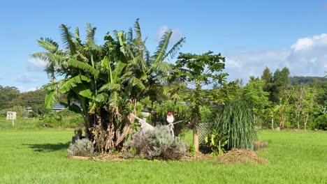 a stationary scarecrow stands near banana trees in a lush, sunlit field. the camera remains still, capturing vibrant greenery under clear daylight