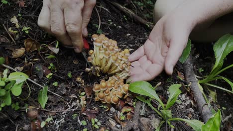 Close-up-of-a-woman's-hands-foraging-baby-black-poplar-mushrooms-with-a-pocket-knife-in-a-forest-setting