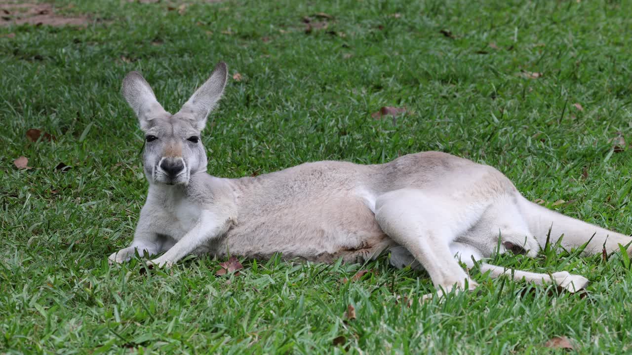 Kangaroo lounging and observing in a grassy field