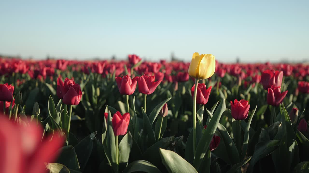 A yellow tulip standing out in a field of red tulips