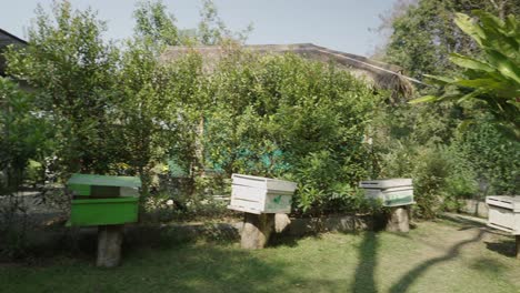 multiple beehives in a lush garden setting
