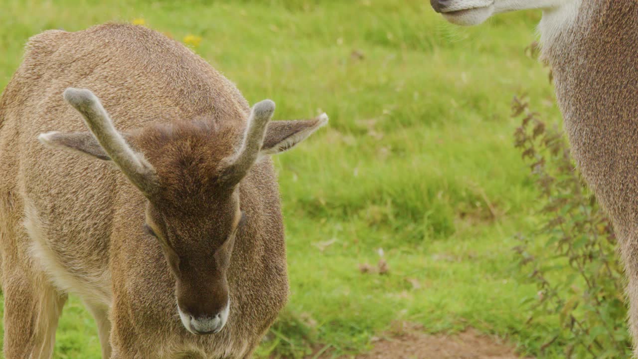 Two young deer gently nuzzle and groom each other in a lush green meadow, close-up