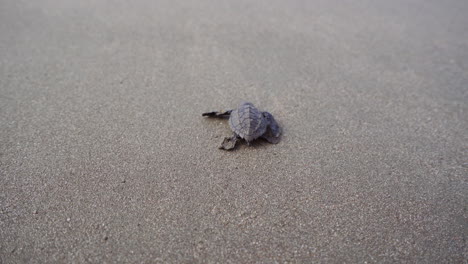 Lepidochelys-Olivacea-En-La-Playa-De-Anidación-Del-Refugio-De-Vida-Silvestre-Ostional,-Guanacaste,-Costa-Rica