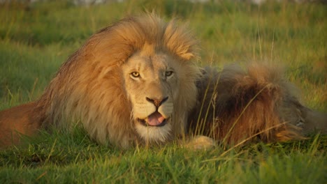 two majestic lions resting in the african savanna