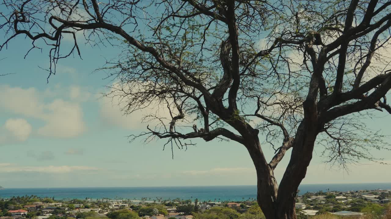 a tilt down form a dead tree against the blue sky to reveal a coastal town on O'ahu Hawaii