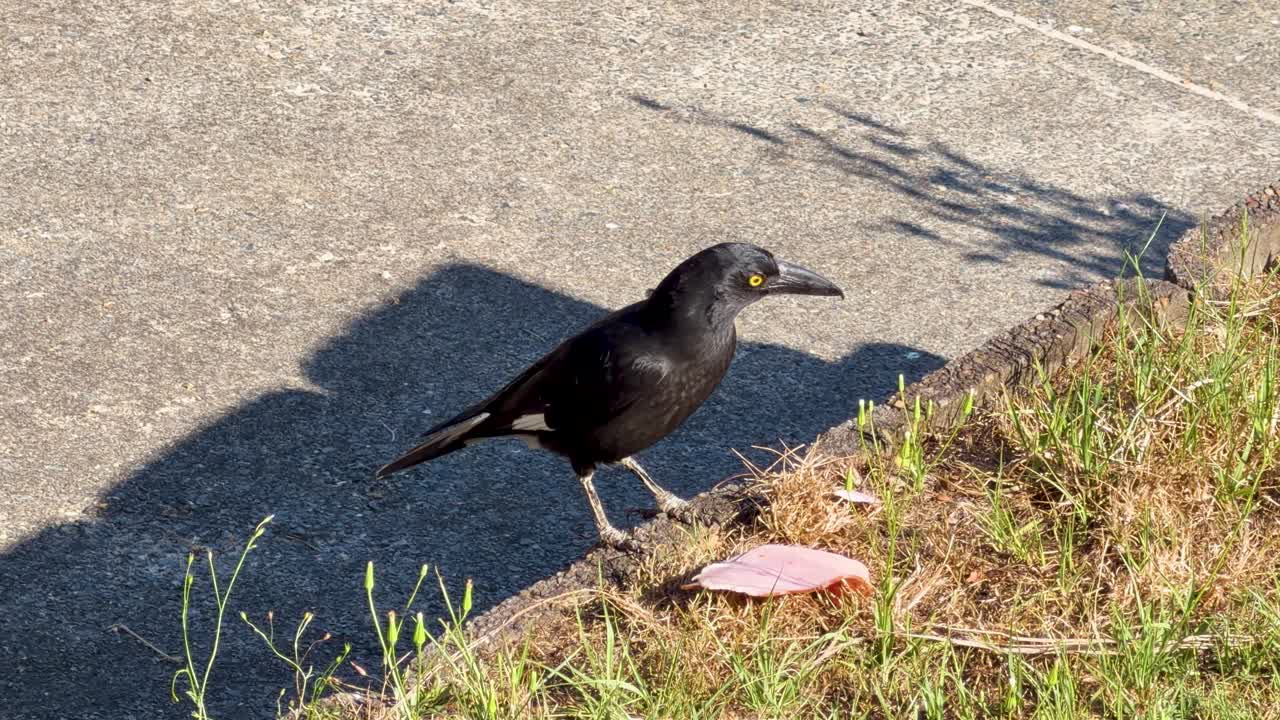 Pied Currawong and gull interact while feeding on ham in bright urban outdoor setting