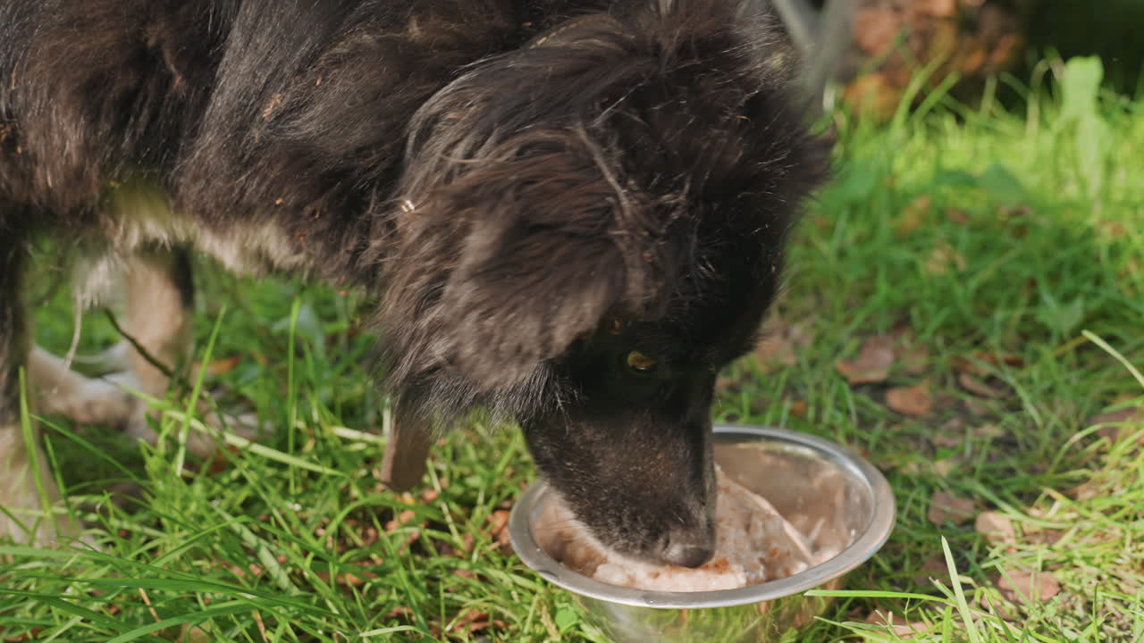 Schwarzer Hund frisst aus dem Napf im Freien, Camping-Atmosphäre auf sonnigem Gras-Campingplatz, Metallnapf gefüllt mit Nassfutter, Hund schnüffelt und leckt an der Mahlzeit, Nahaufnahme von Schnauze, Pfoten und Speichel, entspannter Begleiter