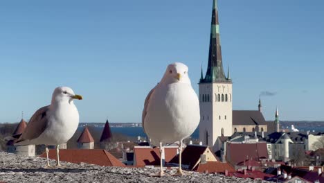 Gaviotas-Curiosas-Mirando-La-Cámara-En-El-Encantador-Casco-Antiguo-De-Tallin,-Estonia