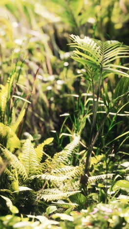 lush tropical jungle scene with palm trees and ferns