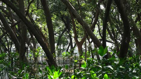 Bosque-Muy-Sano-Que-Prospera-En-Una-Zona-Costera-Con-árboles-Jóvenes-Más-Pequeños-Creciendo,-Manglar-Rhizophora,-Tailandia