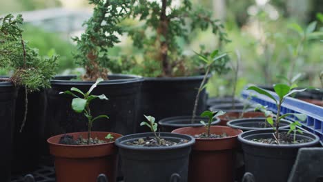 pots with diverse plant seedlings at garden center