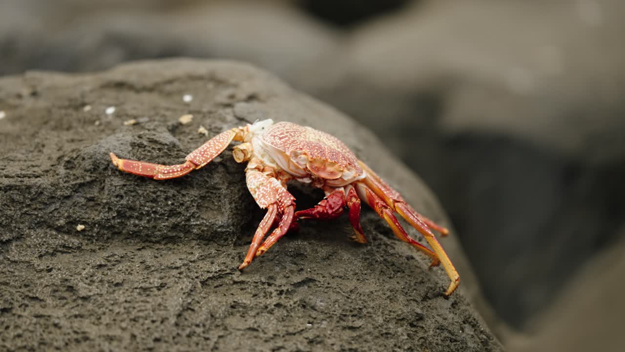 Close-up of a vibrant red crab resting on volcanic rock near Madeira’s shore, showcasing detailed textures and warm natural coastal tones.