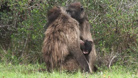 dos babuinos chacma hembra se acicalan mientras un bebé se aferra a su madre