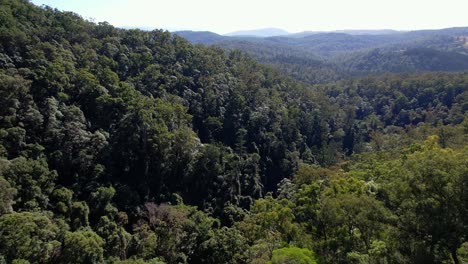 eucalyptus woodlands of sub-tropical rainforest at the falls lookout and bulls falls in mount mee, queensland, australia